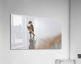 A66I3880 Edit Acrylic Print