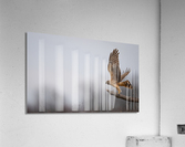DSC04280 Edit Acrylic Print