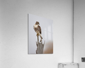A66I3880 Edit 4 Acrylic Print