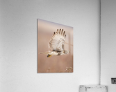 A66I2380 Edit 3 Acrylic Print
