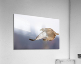 A66I2576 Edit Acrylic Print