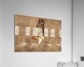 A66I6034 Edit Acrylic Print