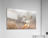 A66I0240 Edit 2 Acrylic Print