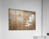 A66I1450 Edit 5 Acrylic Print