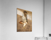A66I6034 Edit 4 Acrylic Print