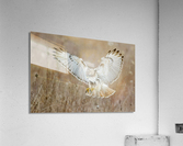 A66I1451 Edit 3 Acrylic Print