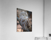 DSC09814 Edit 6 Acrylic Print