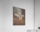 A66I1444 Edit 2 Acrylic Print