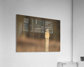 DSC01133 Edit Acrylic Print