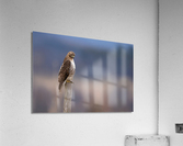 DSC03063 Edit Acrylic Print