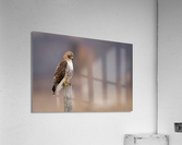 DSC02905 Edit Acrylic Print