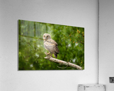 DSC00758 Edit 2 Acrylic Print