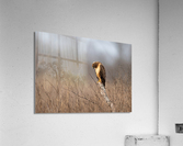 DSC02748 Edit Acrylic Print