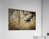 DSC01073 Edit Acrylic Print