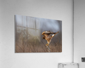 DSC03418 Edit Acrylic Print