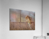 DSC03649 Edit Acrylic Print