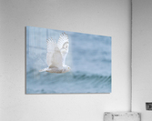 DSC06850 Edit 2 Acrylic Print
