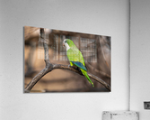 DSC02833 Edit Acrylic Print