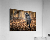 DSC03514 Edit Acrylic Print