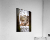 DSC08906 Edit 4 Acrylic Print