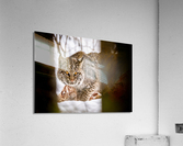 DSC08906 Edit 5 Acrylic Print