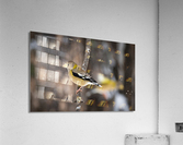 DSC08890 Edit Acrylic Print