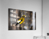 DSC08965 Edit 2 Acrylic Print