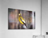 DSC08944 Edit 2 Acrylic Print