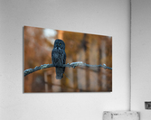 DSC09469 2 Edit Acrylic Print