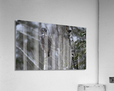 DSC01888 Edit 2 Acrylic Print