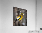 DSC08965 Edit 3 Acrylic Print