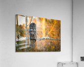 DSC08735 2 Edit Acrylic Print