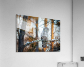 DSC08653 2 Edit 8 Acrylic Print