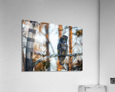 DSC08676 2 Edit 2 Acrylic Print