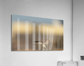 DSC00999 Edit 2 Acrylic Print