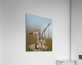 DSC09951 Edit 3 Acrylic Print