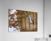 DSC00079 Edit Acrylic Print