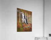 DSC00071 Edit 3 Acrylic Print