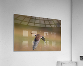 DSC06931 Edit 2 Acrylic Print