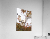 DSC00017 Edit 3 Acrylic Print
