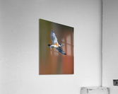 DSC01716 Edit 4 Acrylic Print