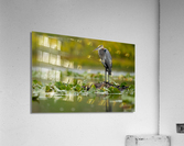 DSC03937 Edit Acrylic Print