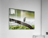DSC05536 Edit Acrylic Print