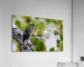 DSC05184 Edit Acrylic Print