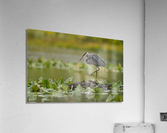 DSC03831 Edit Acrylic Print