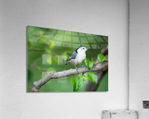 DSC03301 Edit 2 Acrylic Print