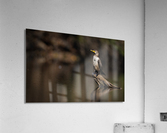 DSC07673 Edit Acrylic Print