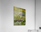 DSC03831 Edit 4 Acrylic Print