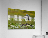 DSC04361 Edit Acrylic Print