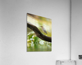 DSC01228 Edit 4 Acrylic Print